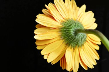 close up of beautiful orange gerbera flower