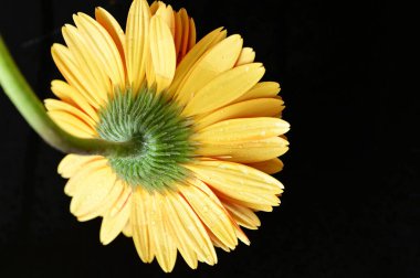 close up of beautiful orange gerbera flower