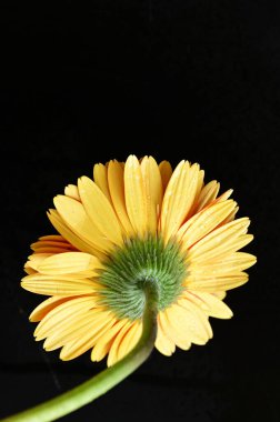 close up of beautiful orange gerbera flower