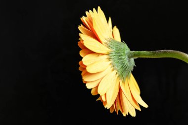 close up of beautiful orange gerbera flower