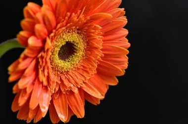 close up of beautiful orange gerbera flower