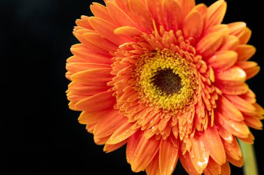 güzel gerbera çiçek yakın çekim