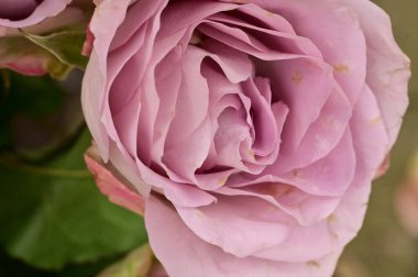 Güzel parlak gül çiçeği, kapat