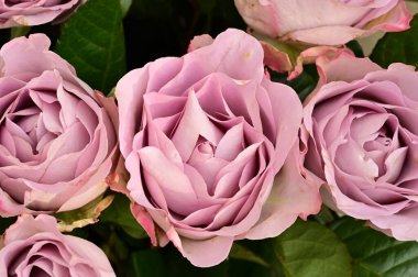 beautiful bouquet of roses  flowers, close up