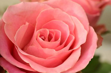 Güzel parlak gül çiçeği, kapat