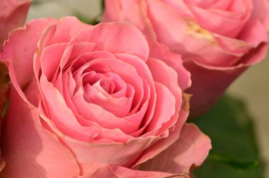 beautiful bouquet of roses  flowers, close up