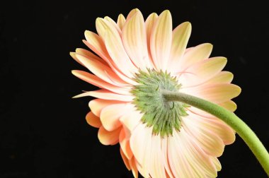 beautiful gerbera flower on dark background, close up
