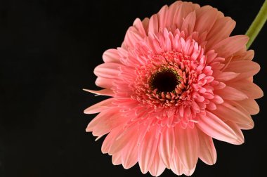 beautiful and tender gerbera flower on dark background, close up