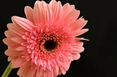 beautiful and tender gerbera flower on dark background, close up