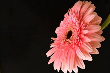 beautiful and tender gerbera flower on dark background, close up