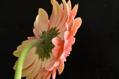 beautiful and tender gerbera flower on dark background, close up
