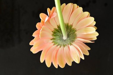 beautiful and tender gerbera flower on dark background, close up