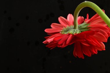 beautiful red gerbera flower on dark background, close up