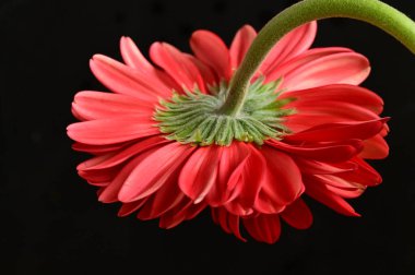beautiful red gerbera flower on dark background, close up
