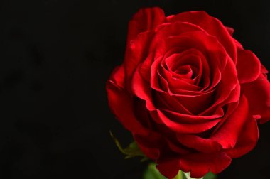 Koyu arkaplanda güzel kırmızı bir gül