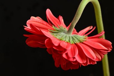 beautiful red gerbera flower on dark background, close up