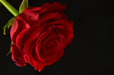 Koyu arkaplanda güzel kırmızı bir gül