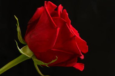 Koyu arkaplanda güzel kırmızı bir gül