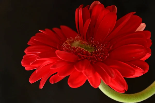 beautiful red gerbera flower on dark background, close up