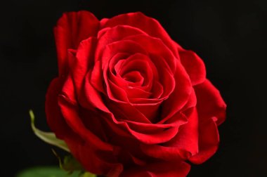 Koyu arkaplanda güzel kırmızı bir gül