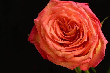 Koyu arkaplanda güzel kırmızı bir gül