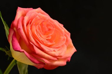 Koyu arkaplanda güzel kırmızı bir gül