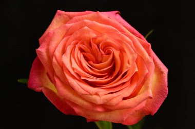 Koyu arkaplanda güzel kırmızı bir gül