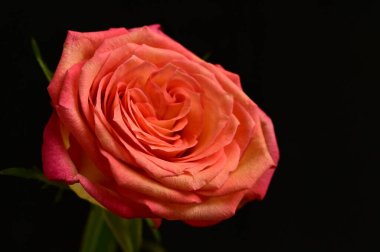 Koyu arkaplanda güzel kırmızı bir gül