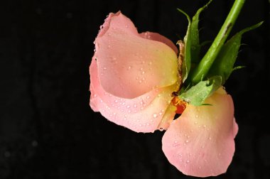 beautiful  bright rose  flower  on black  background