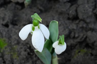 Güzel Kardelen çiçekleri yakın