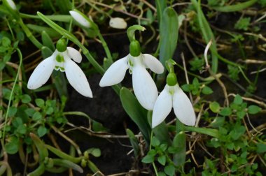 Güzel Kardelen çiçekleri yakın