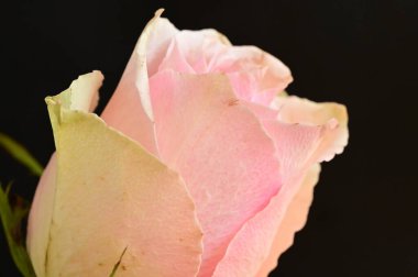 close up of beautiful  bright rose  flower  