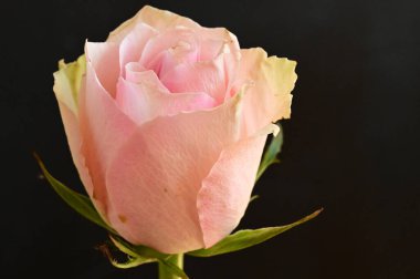 close up of beautiful  bright rose  flower  