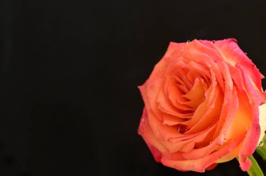 Koyu arkaplanda güzel parlak bir gül çiçeği