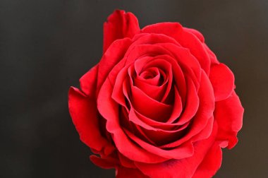 Koyu arkaplanda güzel parlak bir gül çiçeği