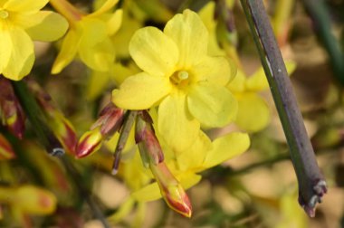  Kış yasemin çiçekleri dalda, yakın 