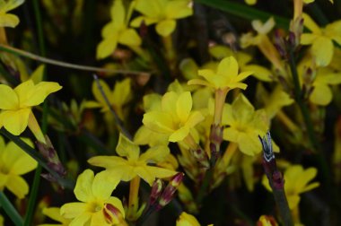  Kış yasemin çiçekleri dalda, yakın 