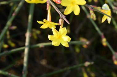  Kış yasemin çiçekleri dalda, yakın 