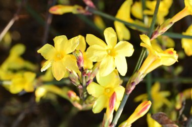  Kış yasemin çiçekleri dalda, yakın 