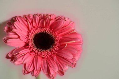 Güzel parlak Gerbera çiçeği, kapat