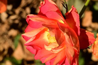 beautiful  bright rose  flower  in garden 