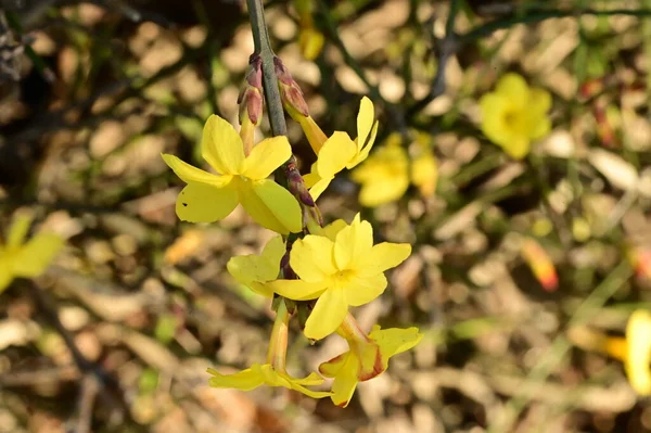  Kış yasemin çiçekleri dalda, yakın 