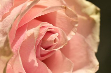 güzel pembe Gül çiçek, yakın