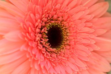 close up of beautiful  pink gerbera flower