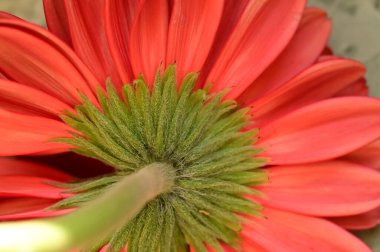 güzel gerbera çiçek yakın çekim