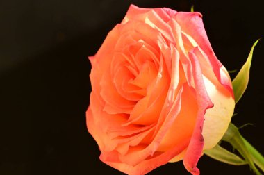 Siyah arka planda güzel pembe bir gül