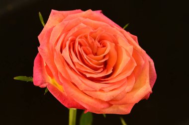 Siyah arka planda güzel pembe bir gül