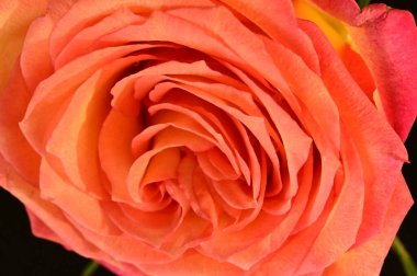 Siyah arka planda güzel pembe bir gül