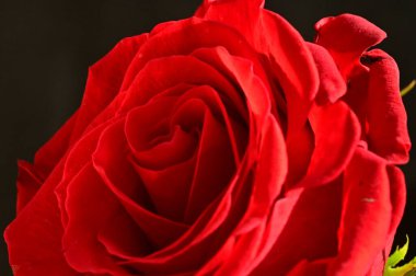 beautiful  bright red  rose  on black  background
