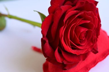 rose  flower and heart toy